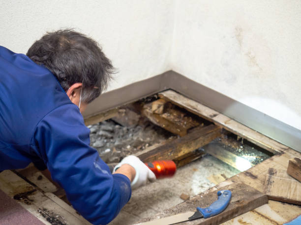 Best HVAC Mold Remediation in West Siloam Springs, OK
