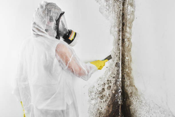 Best DIY Mold Remediation Support Services in West Siloam Springs, OK