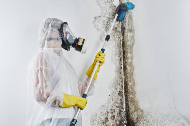 Best Mold Testing and Inspection Services in West Siloam Springs, OK