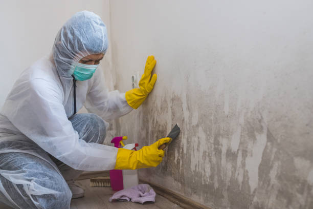 Best Basement Mold Remediation in West Siloam Springs, OK