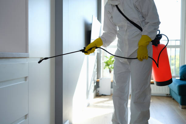 Best Black Mold Remediation in West Siloam Springs, OK